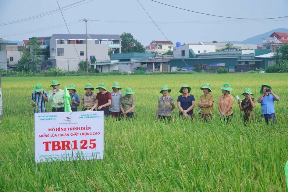 Giống lúa TBR125 nổi bật về khả năng chống đổ