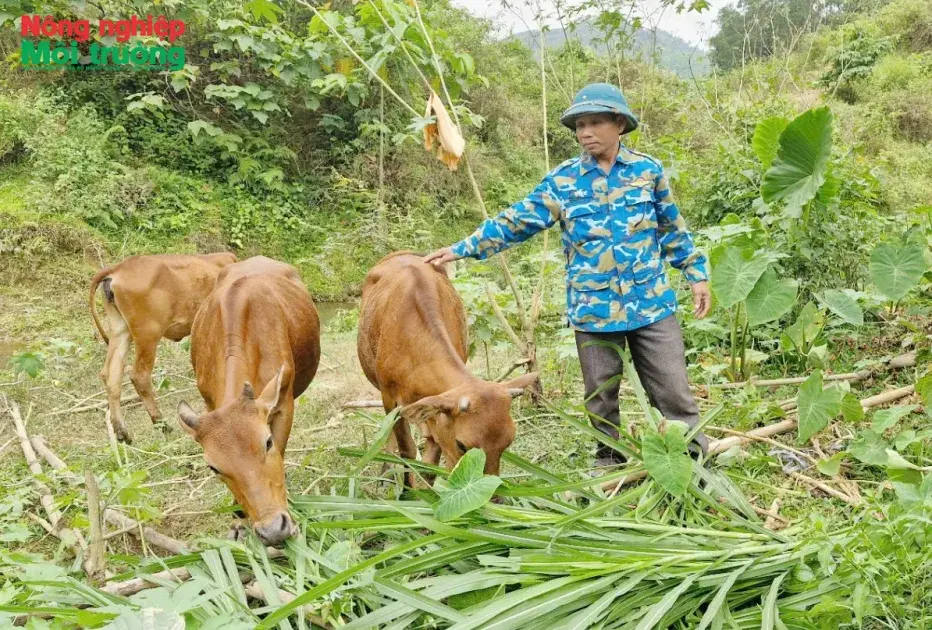 Đà Nẵng: Giảm nghèo bền vững nhờ các mô hình kinh tế ở vùng đồng bào dân tộc thiểu số