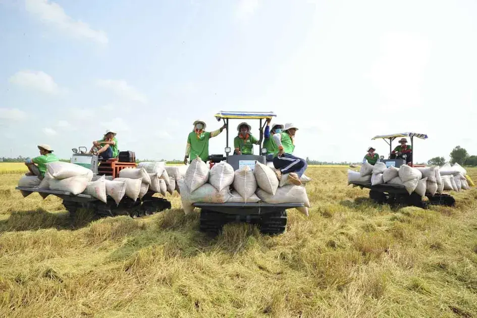 Các nhiệm vụ đảm bảo điều hành sản xuất và tiêu thụ lúa gạo