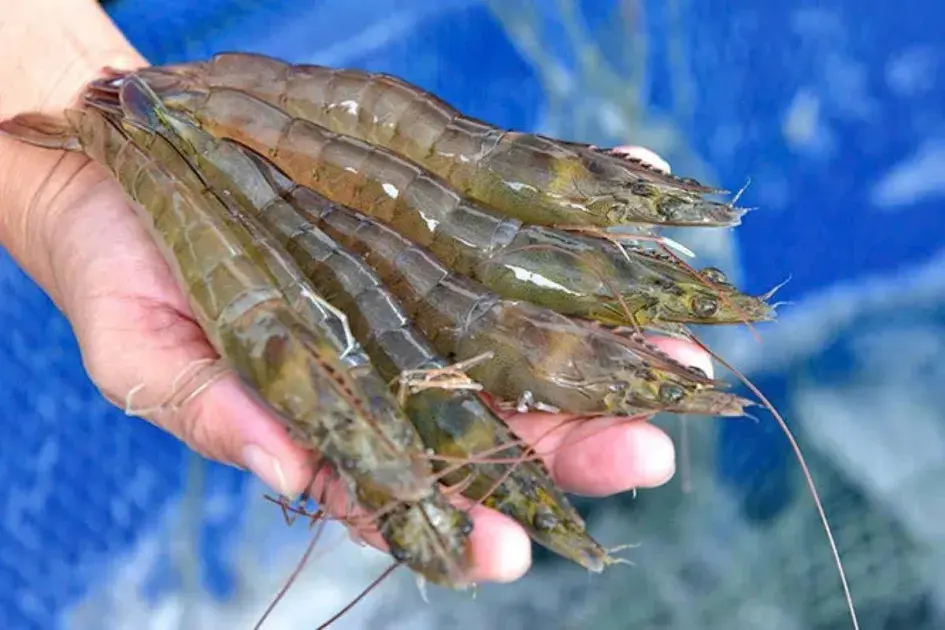 Câu chuyện ngụ ngôn