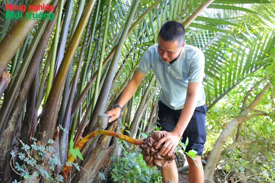 “Vàng lỏng” từ rừng dừa nước Tịnh Khê: Khi tài nguyên bản địa được đánh thức