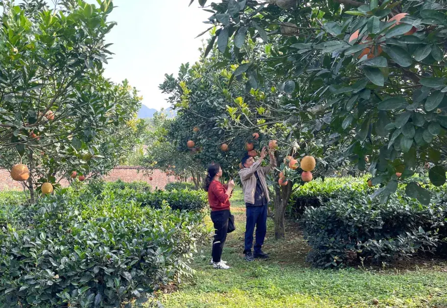Phú Thọ: Nông sản Mỹ Tân chinh phục thị trường bằng chất lượng