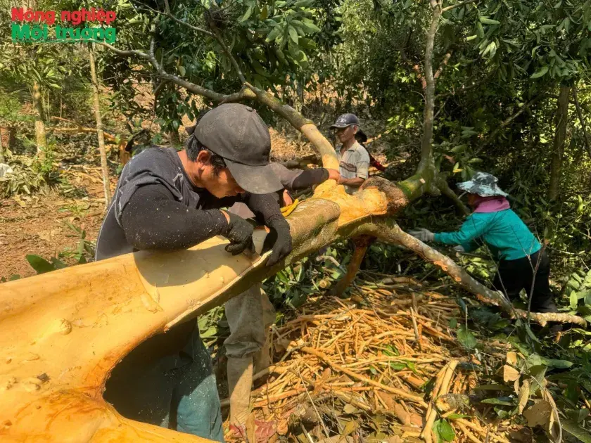 Rộn ràng mùa quế vùng cao Quảng Ngãi