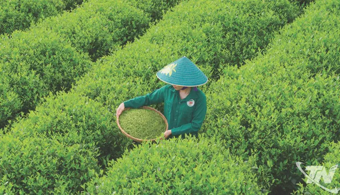 Trà Thái Nguyên hương vị xưa, tương lai mới