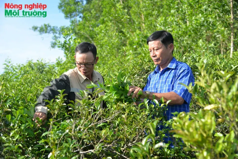 Chè trăm tuổi trên đất Lộc Thanh
