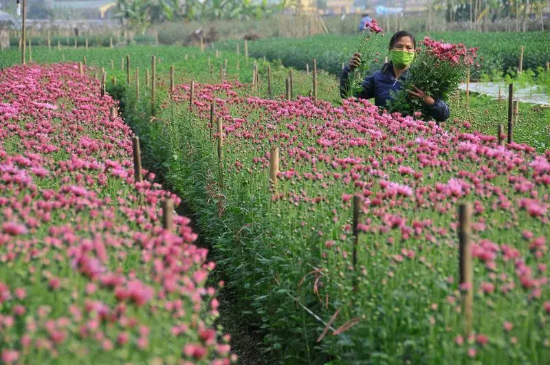 Kỳ 2 (kỳ cuối): Từ ruộng hoa đến chính sách - ngành Hoa cần một cuộc tái tổ chức toàn diện