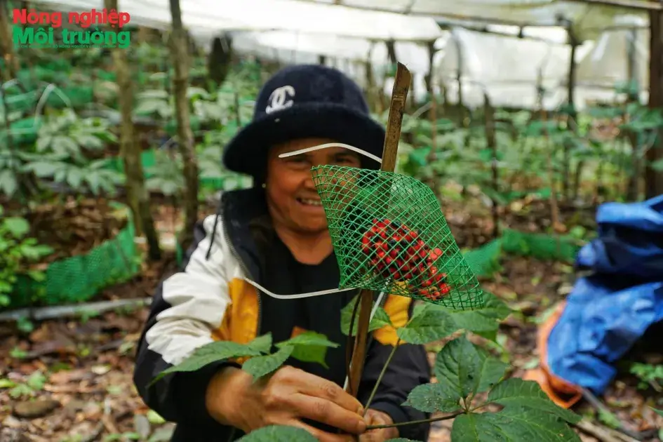 Bài 1: Cây "thuốc giấu" của đồng bào Xơ Đăng