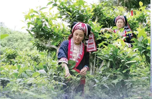 Đánh thức tiềm năng Shan Tuyết Tuyên Quang: Hướng đi xanh từ tài nguyên bản địa