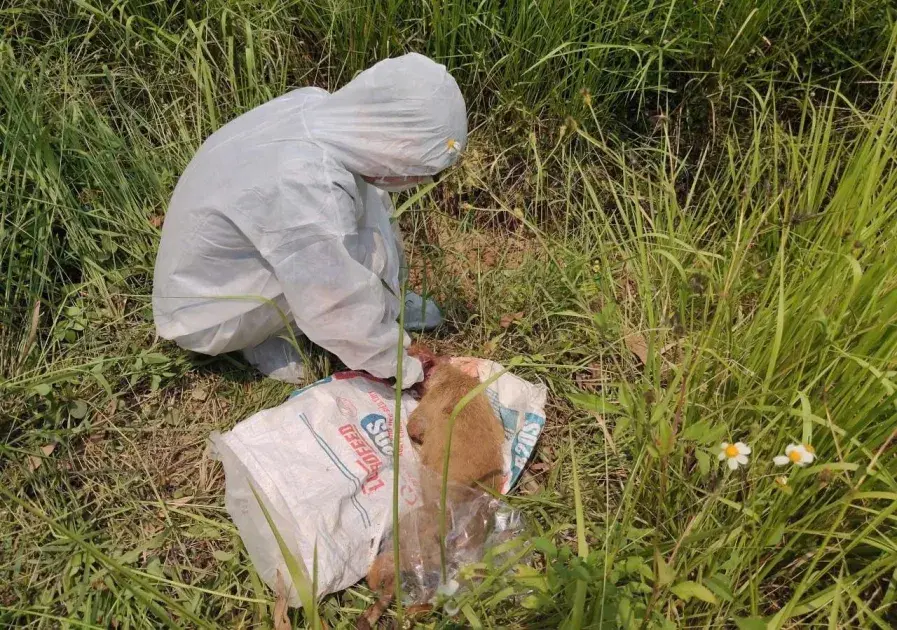 Quảng Ngãi tăng cường kiểm soát nguy cơ bệnh dại sau vụ chó tấn công nhiều người