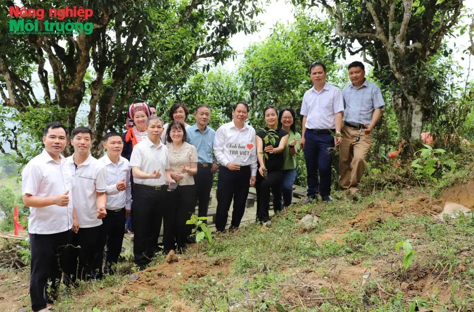 Lễ phát động trồng dặm cây chè Shan tuyết cổ thụ năm 2026 tại xã Hồ Thầu