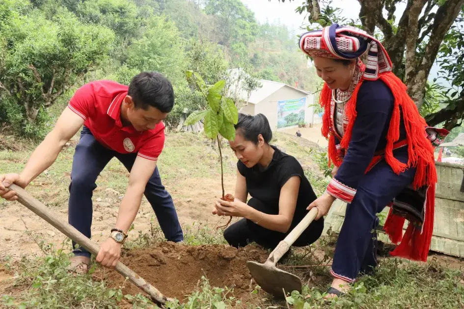 Đánh thức di sản chè Shan tuyết cổ thụ Hồ Thầu