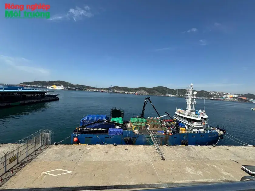 Từ ‘thẻ vàng’ đến tái cấu trúc nghề cá: Bài học từ Hàn Quốc và cơ hội cho Việt Nam