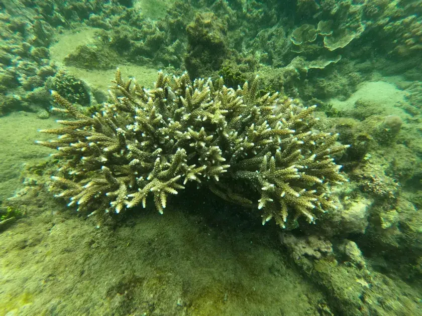 Vịnh Nha Trang: Rạn san hô phục hồi tích cực sau hơn 3 năm triển khai kế hoạch