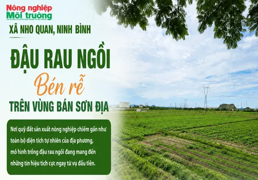 Ninh Bình: Đậu rau ngồi bén rễ trên vùng bán sơn địa Nho Quan
