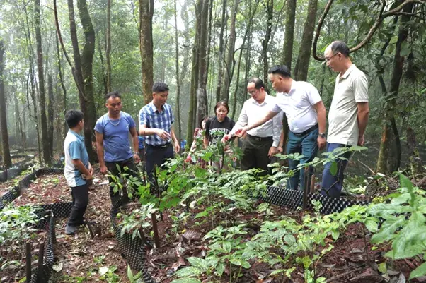 Phát triển vùng dược liệu dưới tán rừng ở Lai Châu: "Mỏ vàng xanh" mở lối sinh kế bền vững