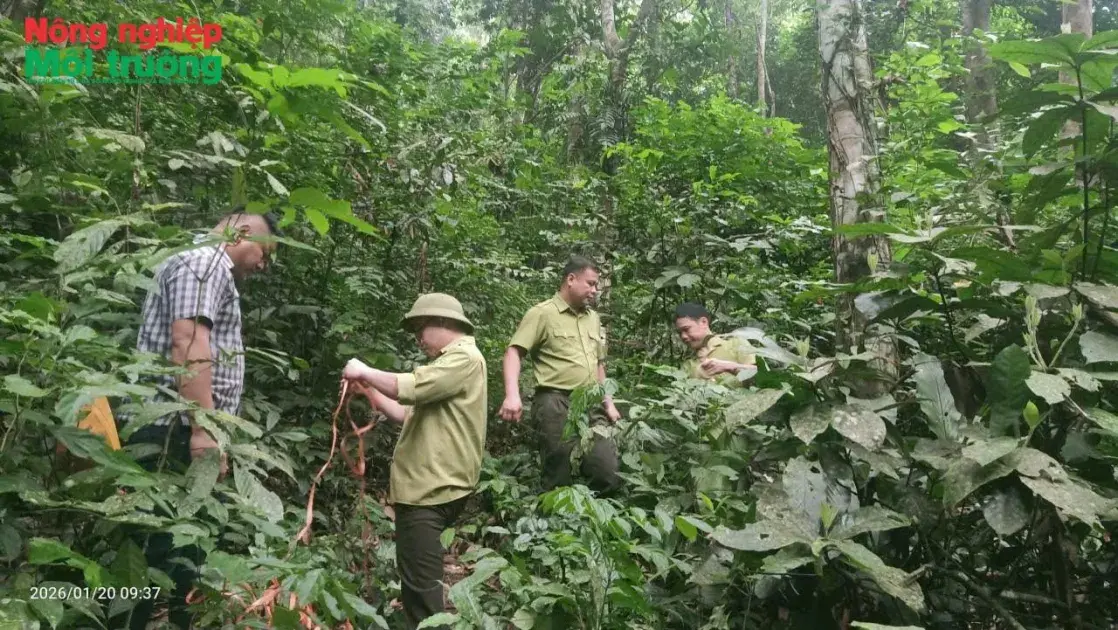 Bài 33: Phú Thọ - Hành trình 20 năm bền bỉ của những người giữ rừng Ngọc Sơn – Ngổ Luông