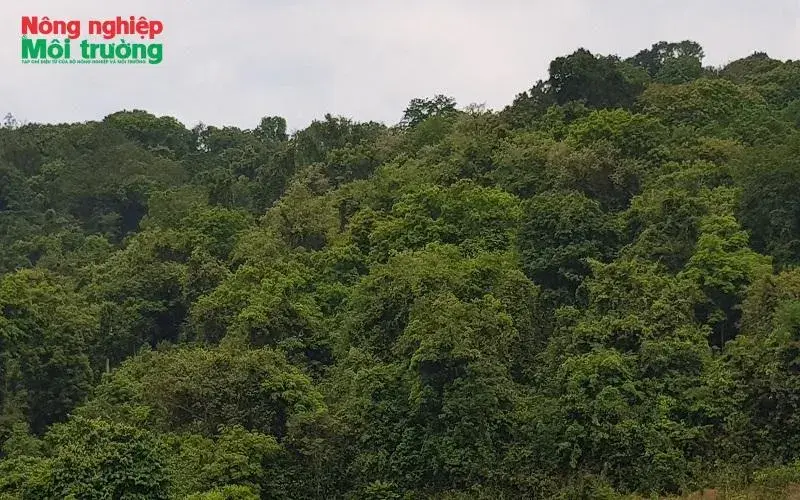 Bài 4: Khi lời dạy của Bác xanh mãi cùng đại ngàn Lục Ngạn
