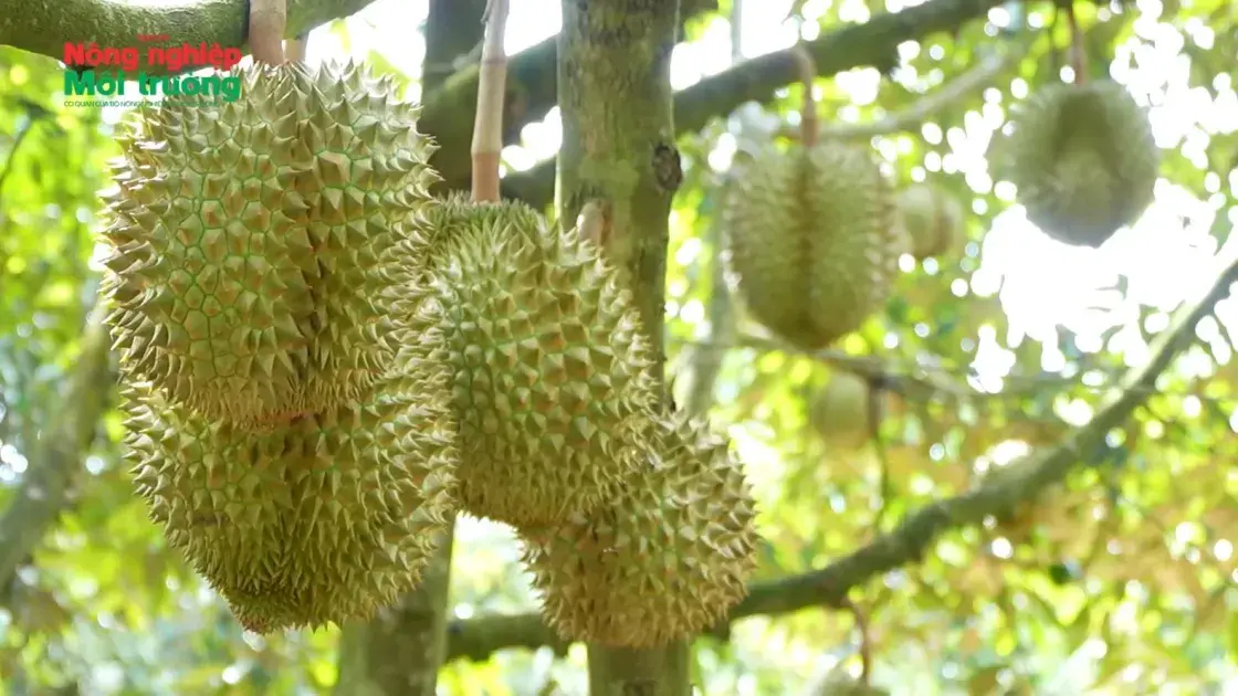 Bước đột phá cho nông sản xuất khẩu