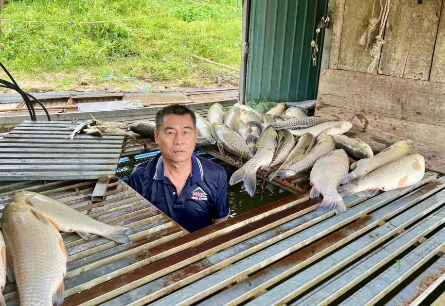 Nghệ An: Cá lồng chết hàng loạt, chưa xác định được nguyên nhân