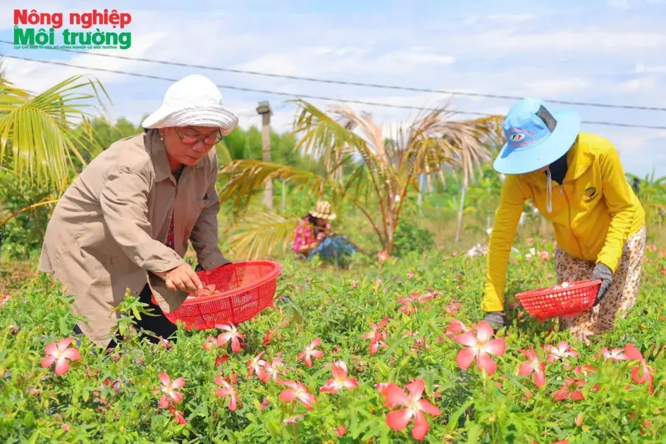 Đưa sâm bố chính thành cây trồng giá trị cao