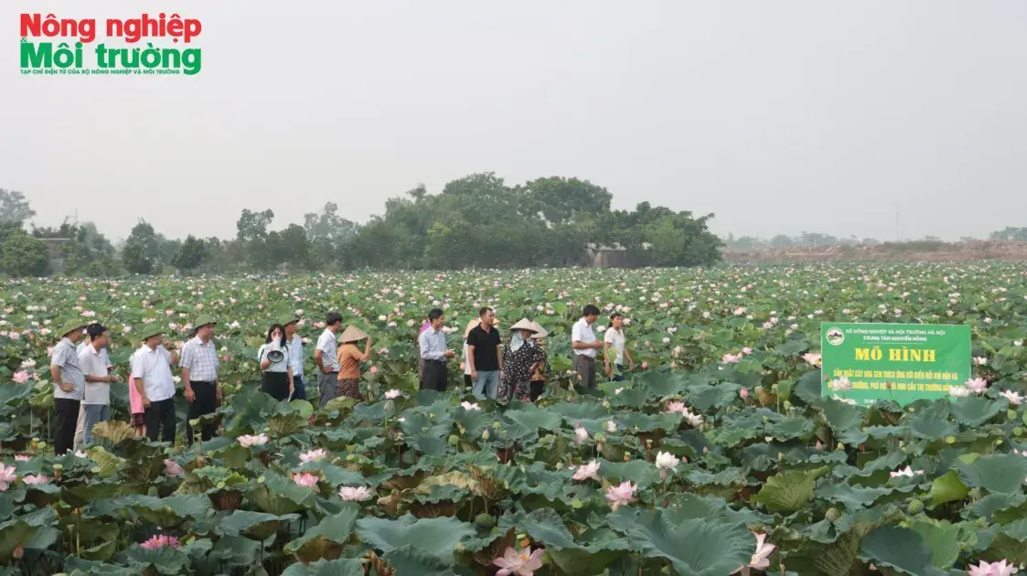 Mô hình trồng hoa sen theo hướng bền vững, thích ứng với biến đổi khí hậu, bảo vệ môi trường