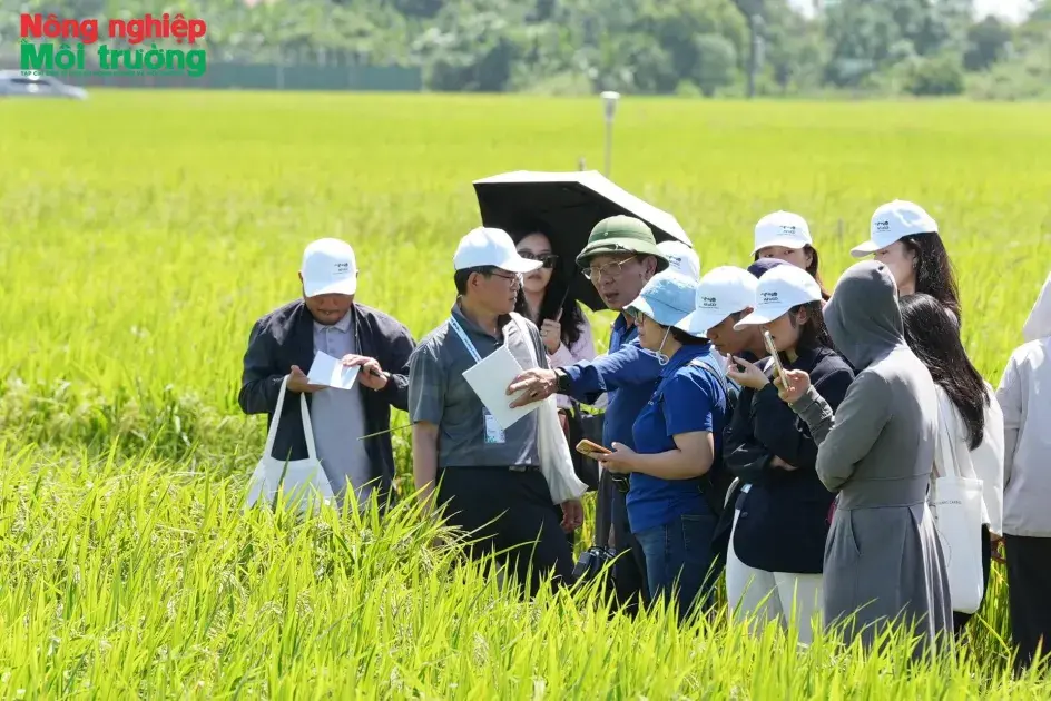 Hiệu quả từ mô hình ứng dụng kỹ thuật tưới ngập khô xen kẽ