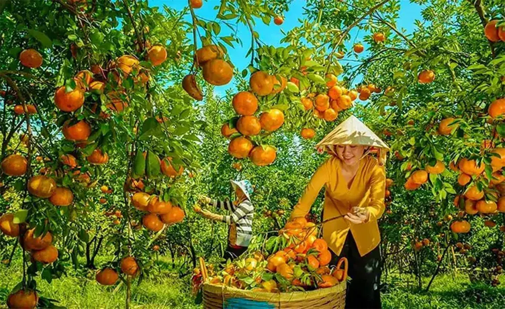 Thí điểm xây dựng vùng nguyên liệu nông, lâm sản đạt chuẩn