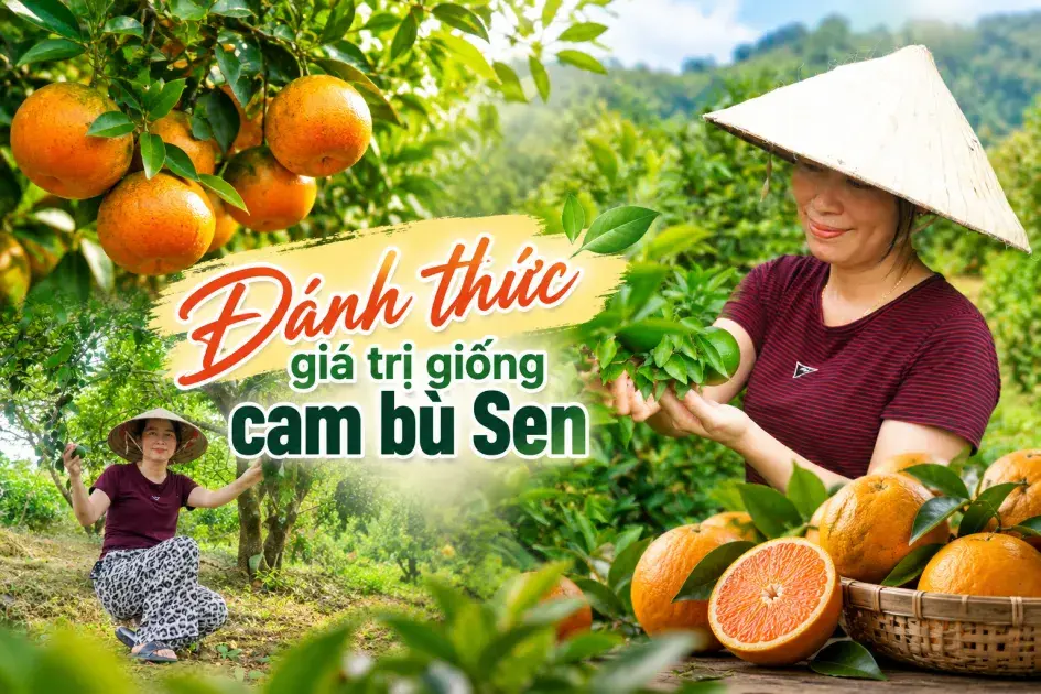 Đánh thức giá trị giống cam bù Sen