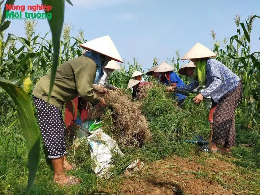 Biến rơm rạ thành phân hữu cơ cho cây dược liệu, tạo sinh kế bền vững cho hội viên phụ nữ