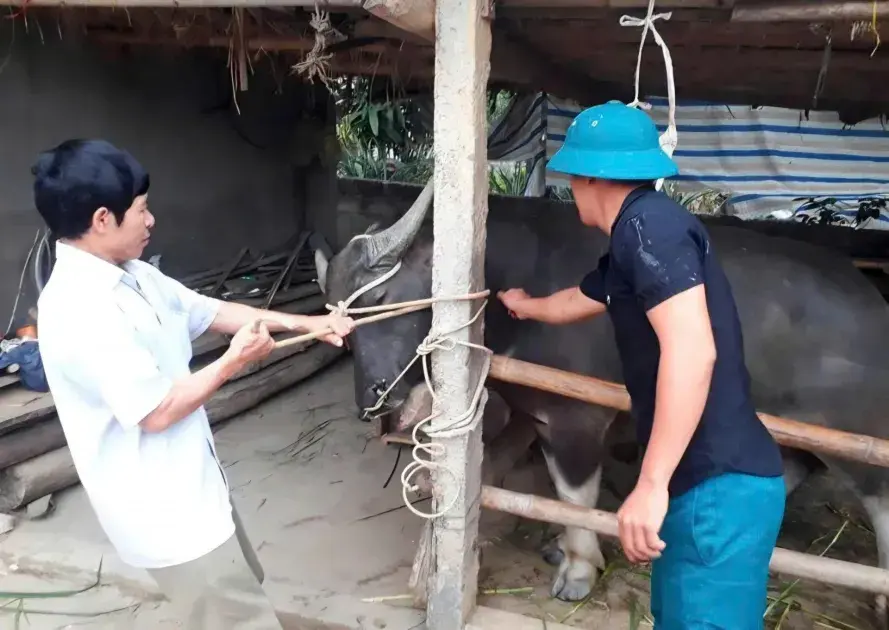 Nghệ An đặt nhiều mục tiêu trong tiêm phòng cho gia súc, gia cầm
