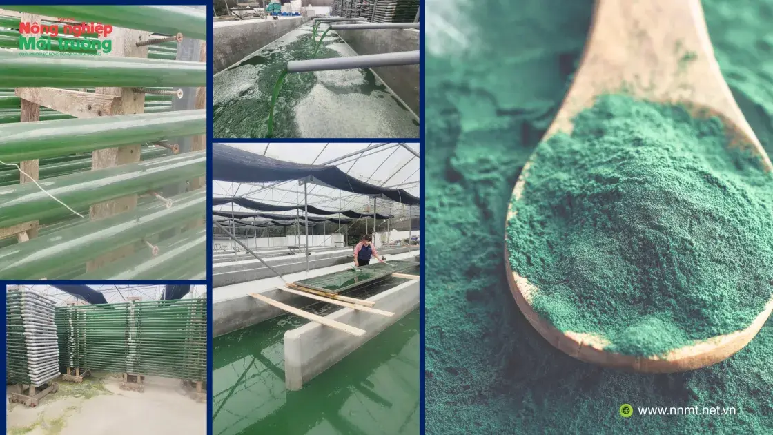 Độc đáo mô hình sản xuất tảo xoắn spirulina của anh nông dân ngoại thành Hà Nội