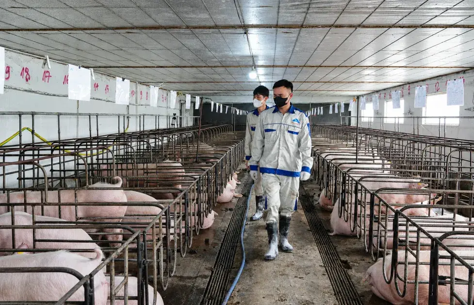 Quản lý chăn nuôi động vật khác và truy xuất nguồn gốc sản phẩm chăn nuôi: Hoàn thiện hành lang pháp lý từ cơ sở đến dữ liệu số