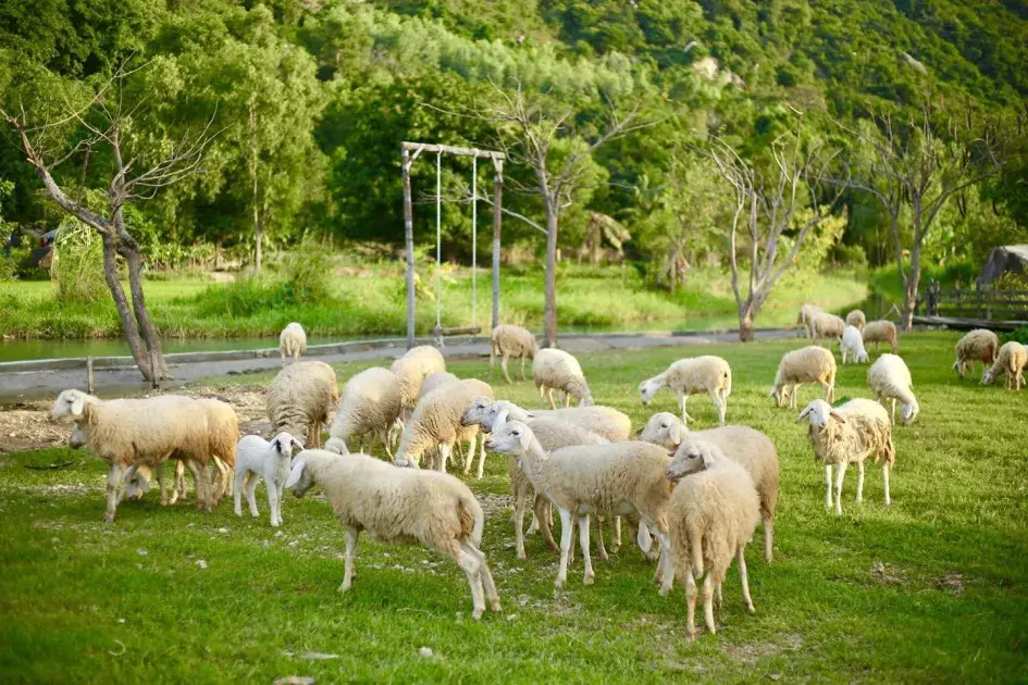 Khánh Hòa phát triển chuỗi sản phẩm dê, cừu Halal: Mở hướng đi mới cho nông nghiệp giá trị cao