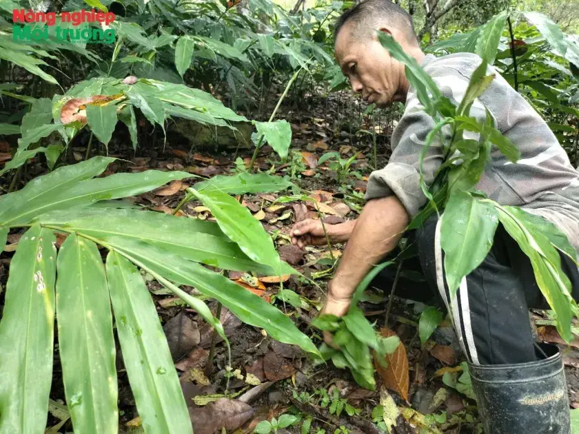 Sa nhân tím bén duyên với đồng bào Huồi Tụ