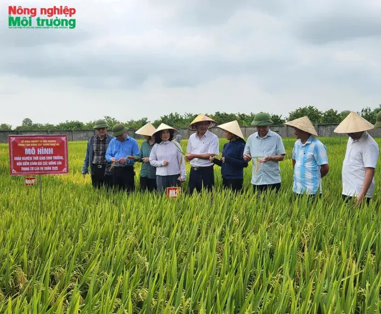 Canh tác lúa phát thải thấp: Hướng đi cho tăng trưởng xanh