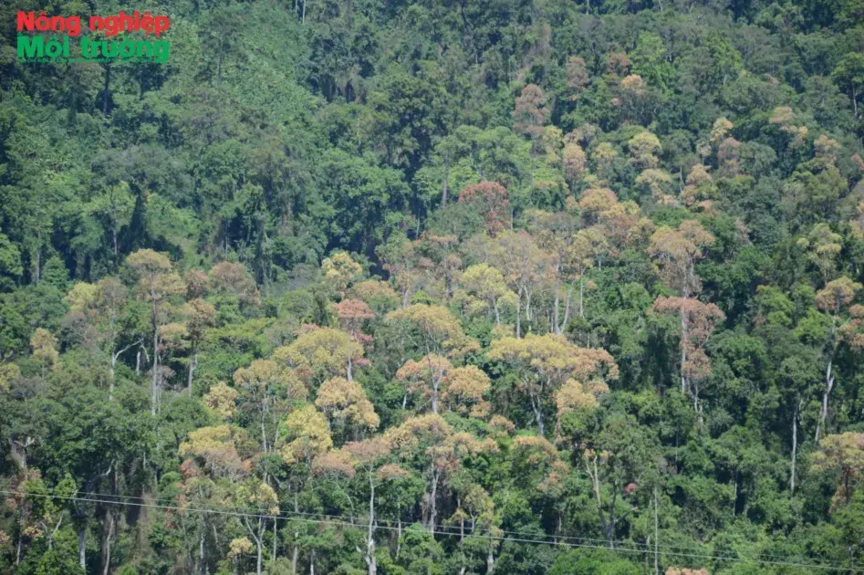 Quảng Ngãi chuyển gần 83 ha rừng ở Măng Đen để làm khu đô thị