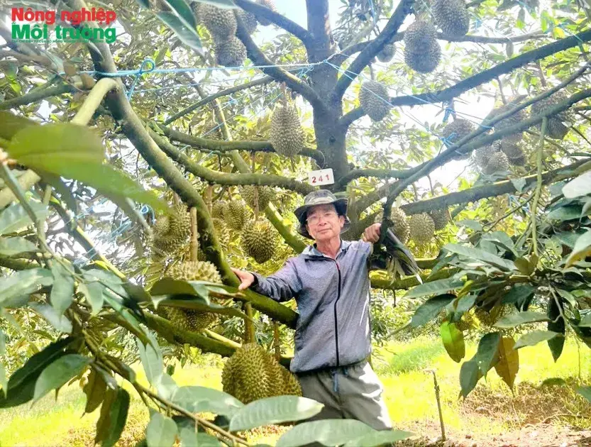 Trang trại sầu riêng 13ha của lão nông Đăk Mar