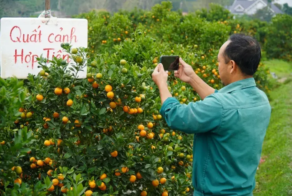 Hợp Tiến vào vụ Tết: Hồi sinh sau lũ, giữ nhịp xuân từ quất cảnh