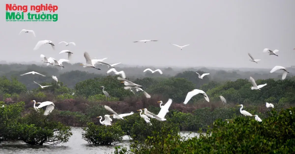 Bài 16: Từ bảo tồn thiên nhiên đến sinh kế bền vững cộng đồng ở Vườn quốc gia Xuân Thủy