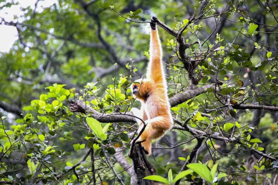 Áp lực tăng trưởng và bài toán sinh thái: Đừng để đa dạng sinh học thành “vùng trũng” đầu tư
