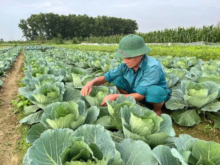 Chủ động thời vụ, nâng cao giá trị sản xuất cây vụ đông