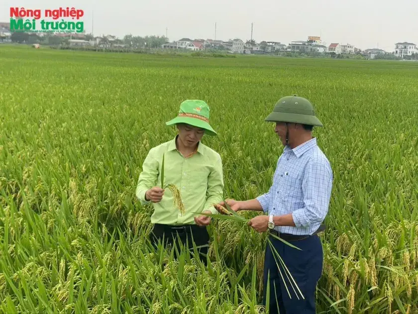Nghệ An có gần 30.000 ha lúa giảm phát thải
