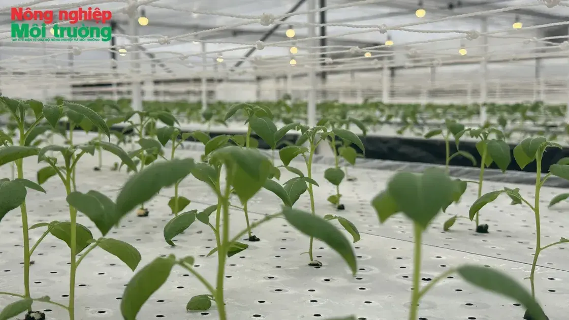 Ứng dụng công nghệ cao, động lực then chốt tái cơ cấu ngành nông nghiệp