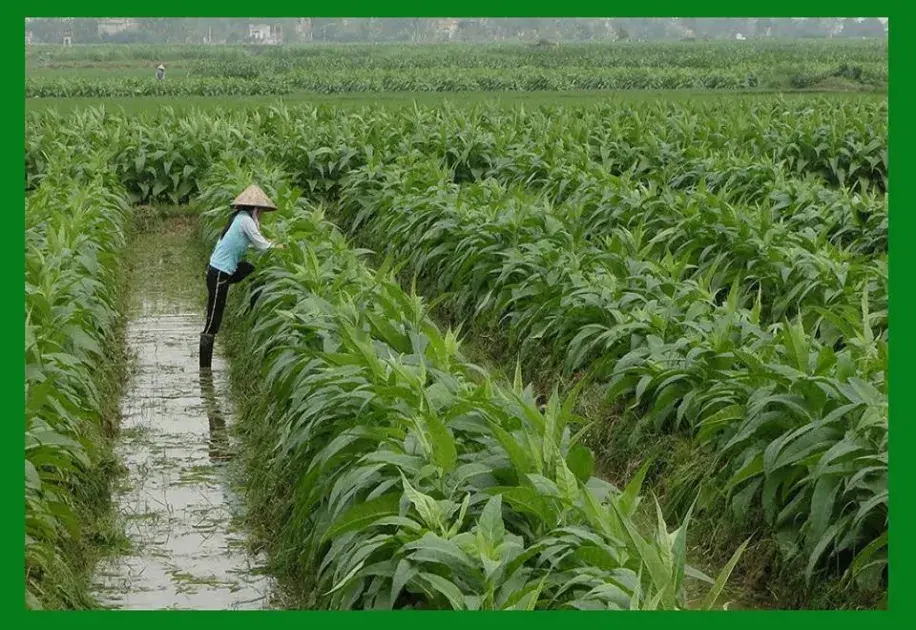 Kỳ 3: Chính sách và giải pháp hỗ trợ chuyển đổi cây thuốc lá tại Việt Nam