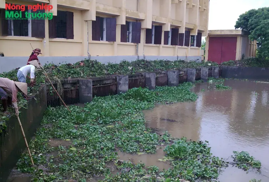 Hiện đại hóa Hệ thống thuỷ lợi Bắc Thái Bình