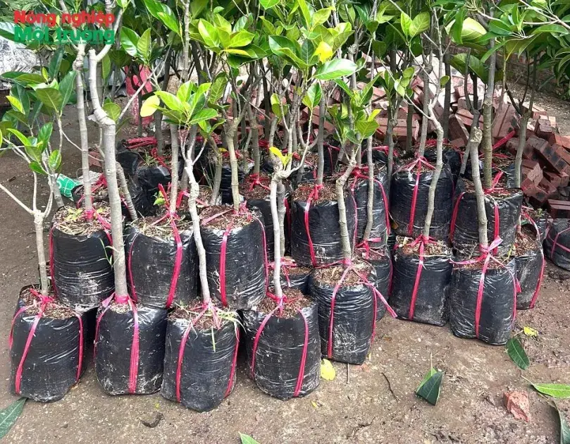 Siết chặt kiểm dịch cây trồng nhập khẩu mang theo bầu đất, bắt buộc cách ly và theo dõi sau nhập khẩu