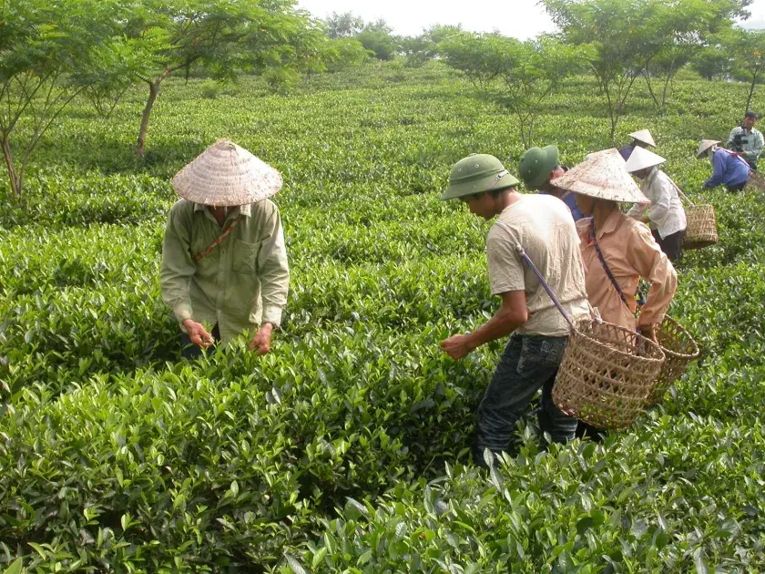 Tuyên Quang: Có 73/121 xã hoàn thành 19/19 tiêu chí xã nông thôn mới