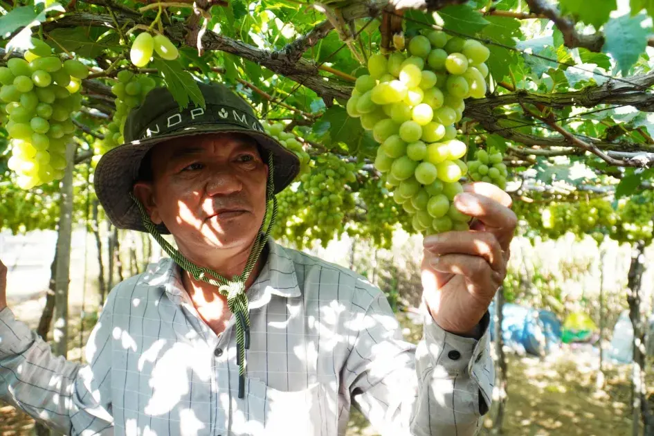 Khánh Hòa chuyển đổi hơn 2.200 ha cây trồng, tái cơ cấu nông nghiệp theo hướng hiệu quả cao