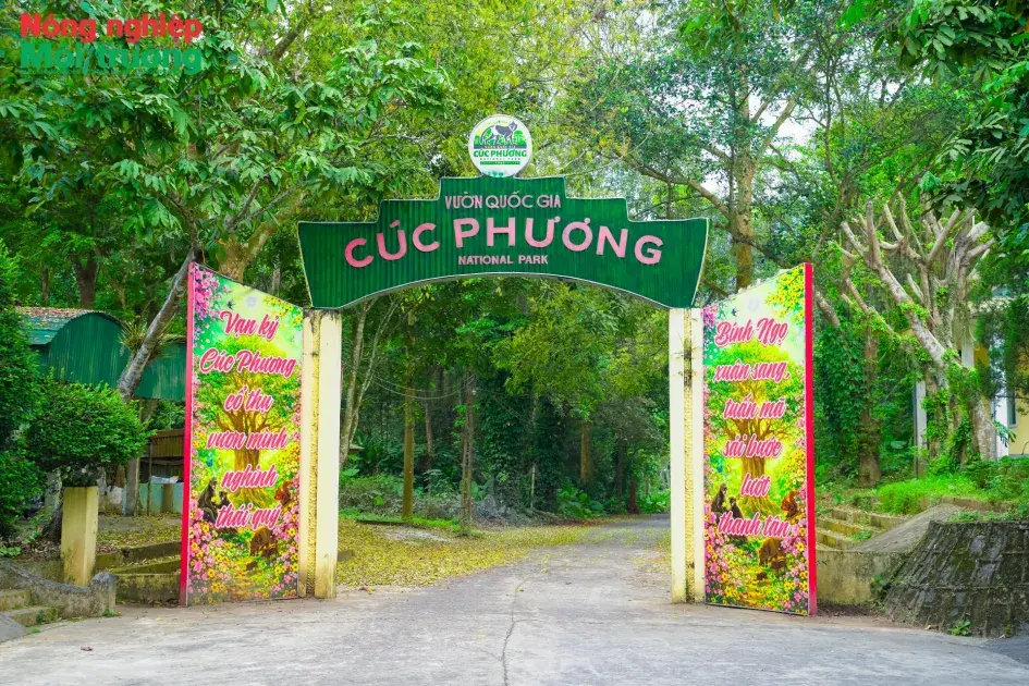 Khám phá Cúc Phương: Khi du lịch sinh thái không còn là lựa chọn ngẫu hứng của giới trẻ