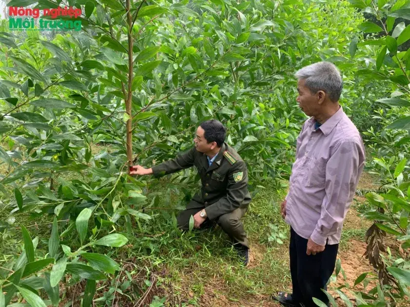 Bài 39: Phú Thọ - Giữ vững an ninh rừng, tạo nền tảng phát triển lâm nghiệp bền vững ở Lạc Sơn